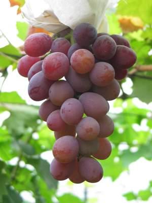 上海马陆葡萄园葡萄定植后如何浇水