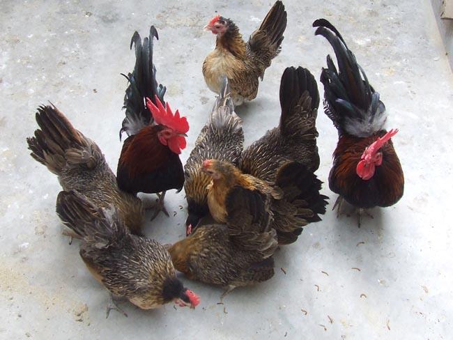 搜了网为您找到12条元宝鸡苗的相关产品参数信息